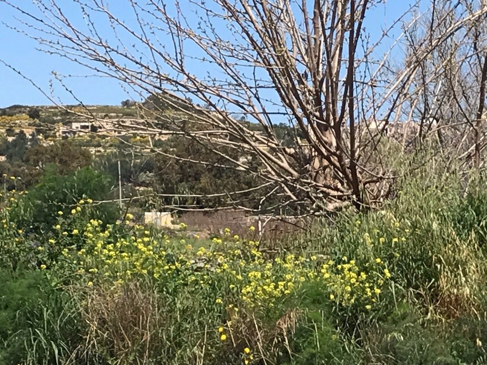 Malta - Dingli - 