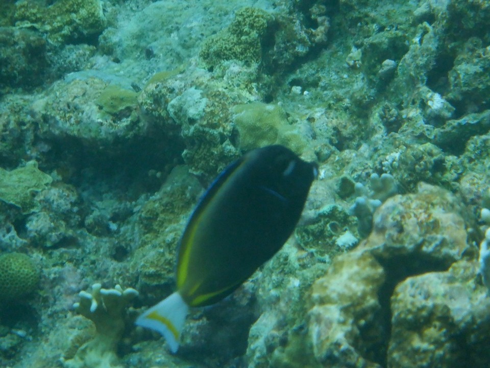 Indonesia - Kabupaten Wakatobi - 