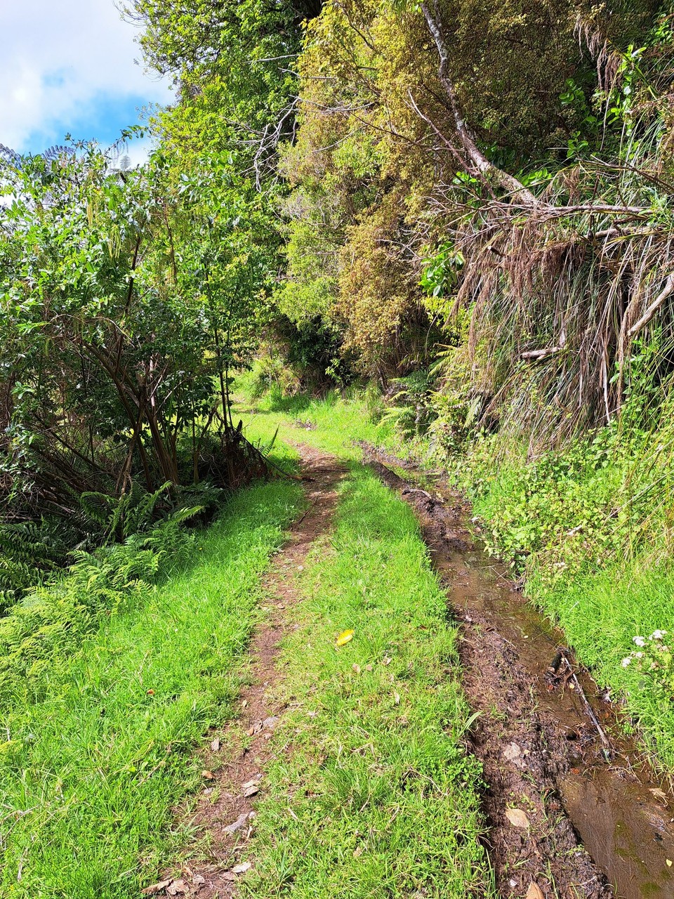 Neuseeland - Kumetewhiwhia - 