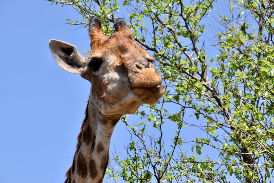 Botsuana -  - Nein, ich hab die Zunge nicht rausgesteckt. Na vielleicht ein kleines bisschen.