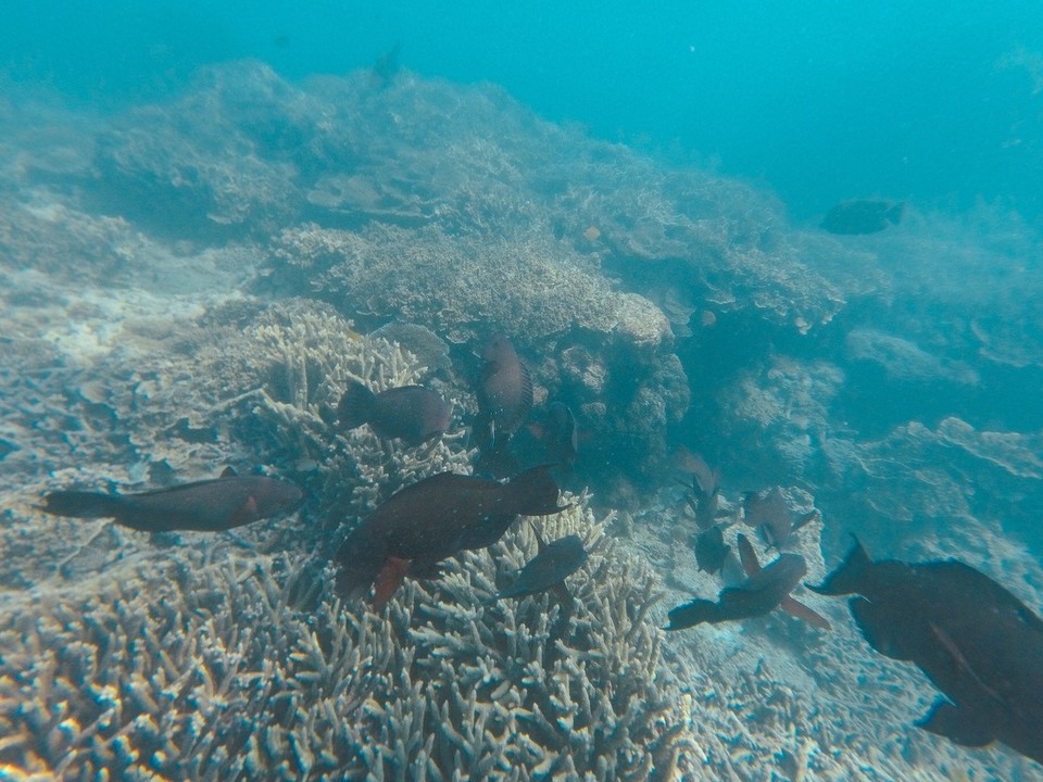  - Australia, Great Barrier Reef Conservation Reserve, Lady Elliot Island - 