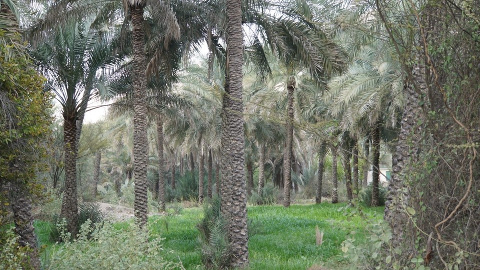 Oman - Bawshar - 