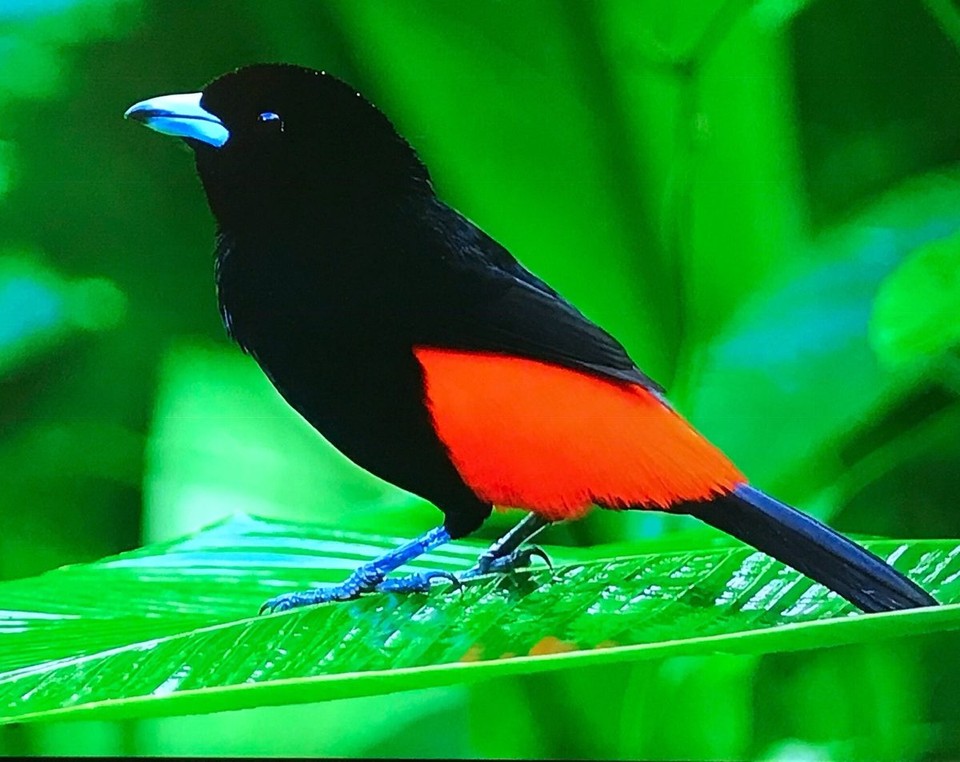 Costa Rica - San Carlos - 