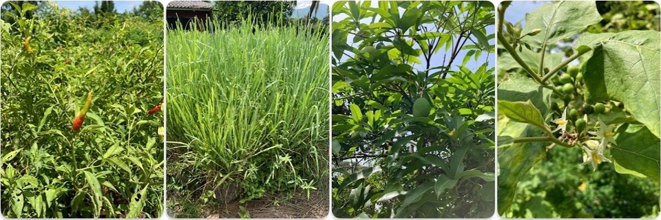 Thailand - Mae On - Ab in den Kräutergarten 🤩 - Chili, Zitronengras, Mango, Aubergine