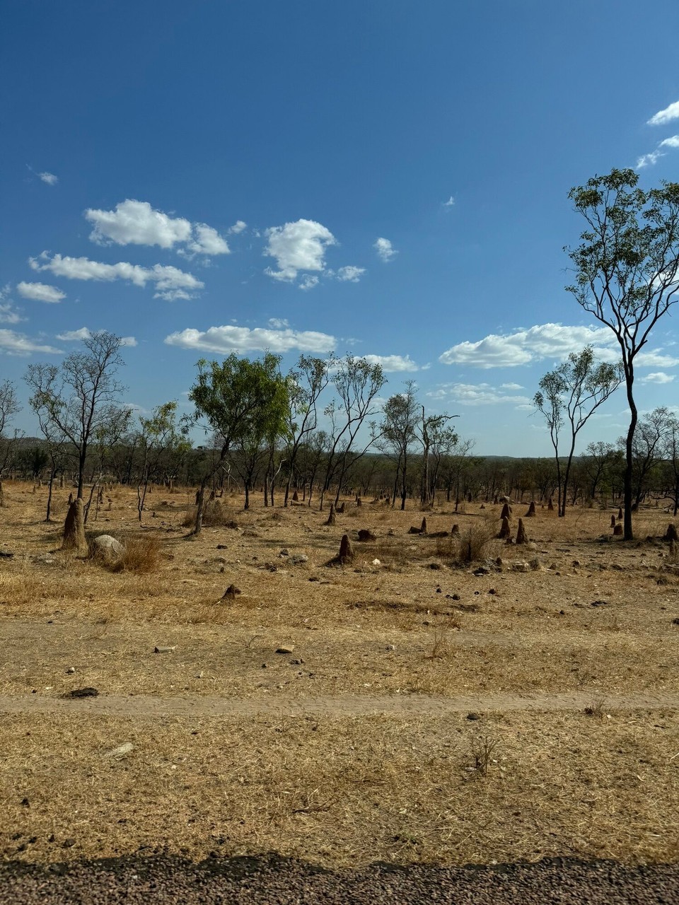 Australien - Forsayth - Überall dia Termitahügel. In gwüssna Gängenda mega grossi und so wia do chlini.