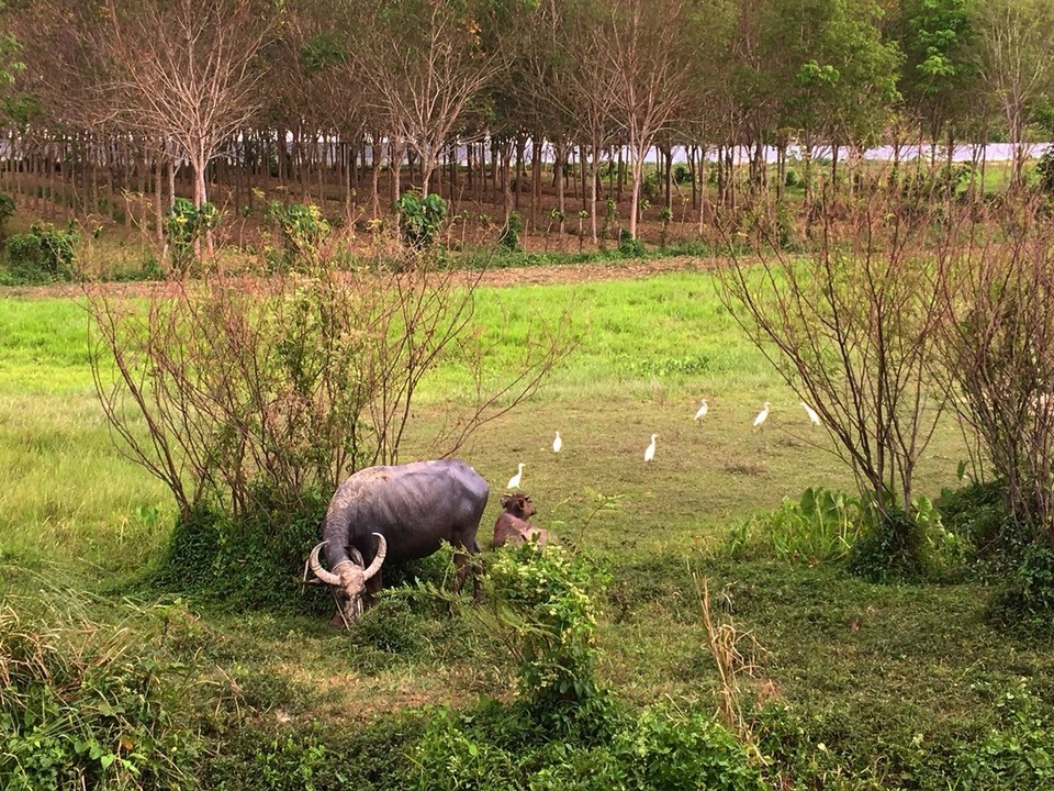 Thailand -  - 🐮🐮🐮