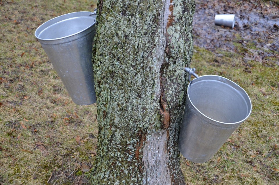 Kanada - Québec - Ahornbam mat Emeren fir Saft ze sammelen