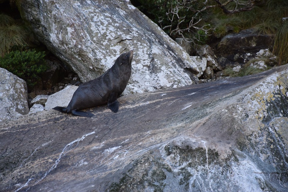 Neuseeland - Milford Sound - 