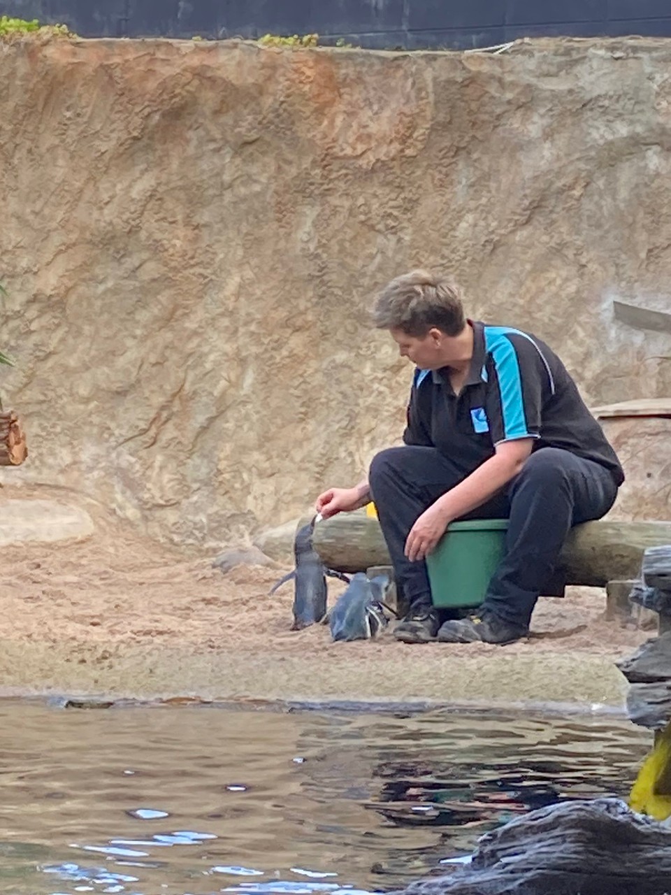 Neuseeland - Napier - Pinguinfütterung - kleine blaue Pinguine 😀