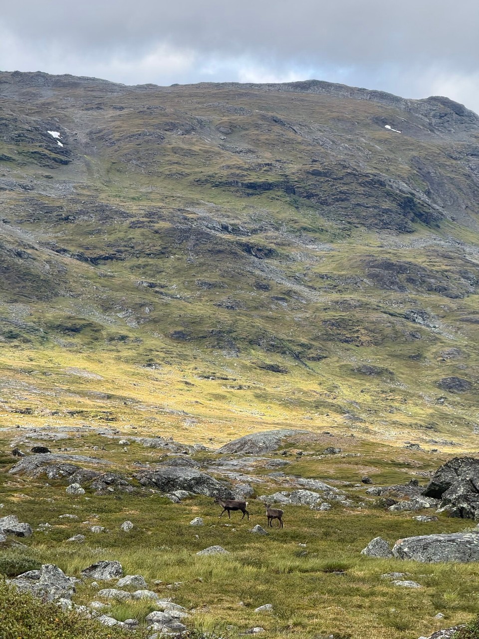 Schweden - Kiruna - Rentiere