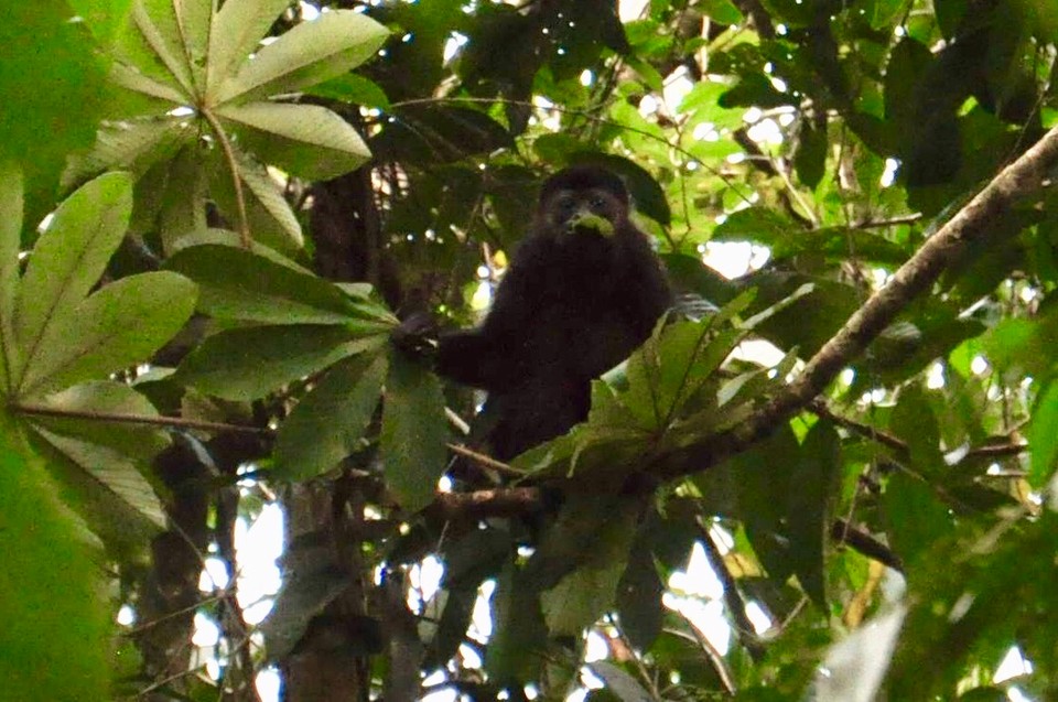 Costa Rica - Sarapiqui - 