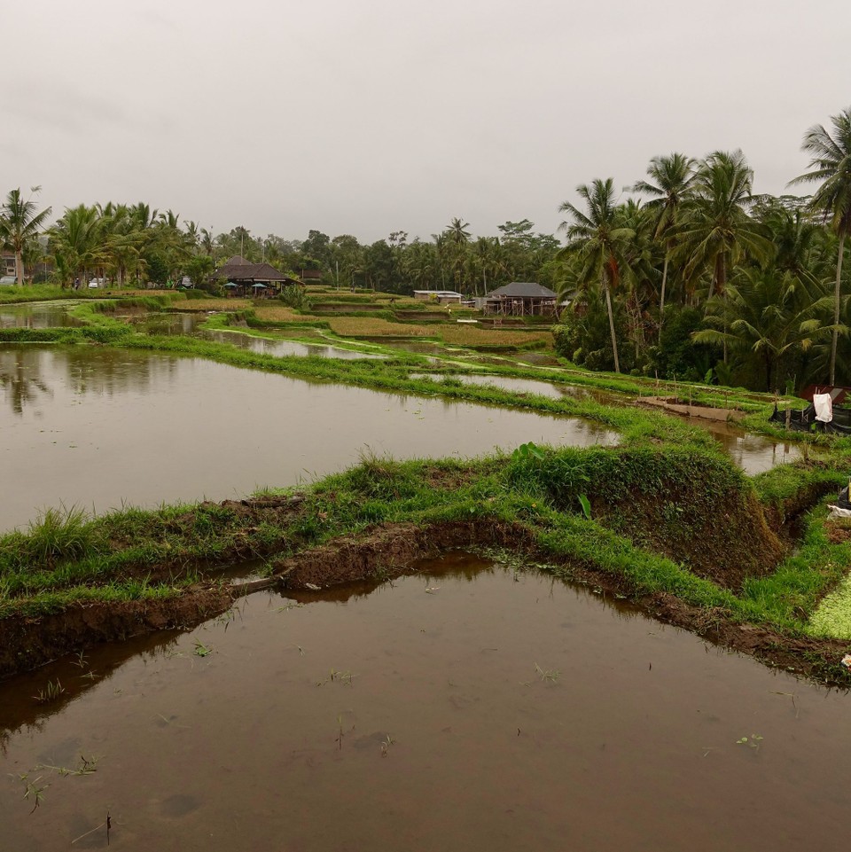 Indonesia - Ubud - 