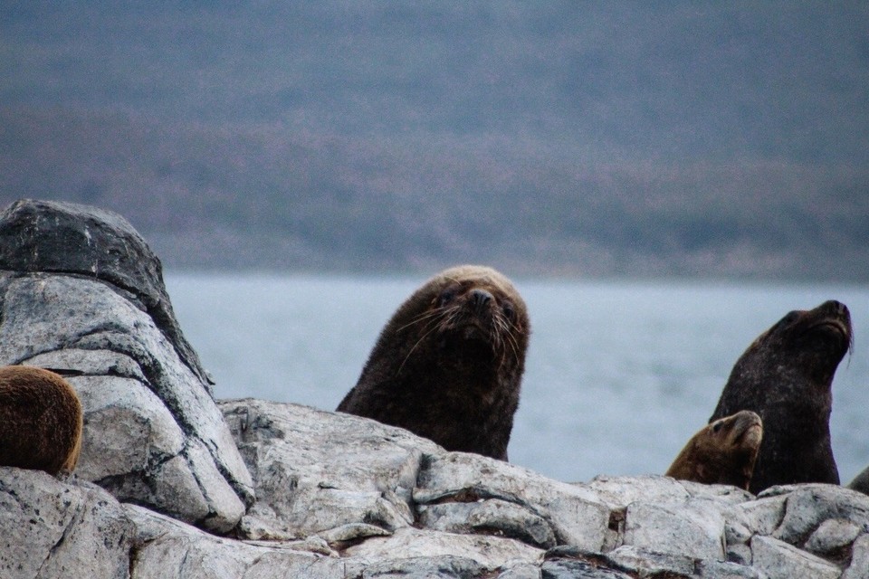 Argentinien - Isla Martillo - 
