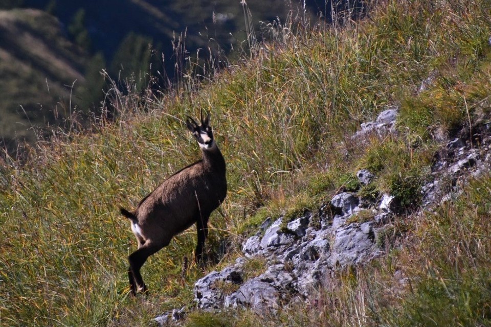 Schweiz - Zweisimmen - 