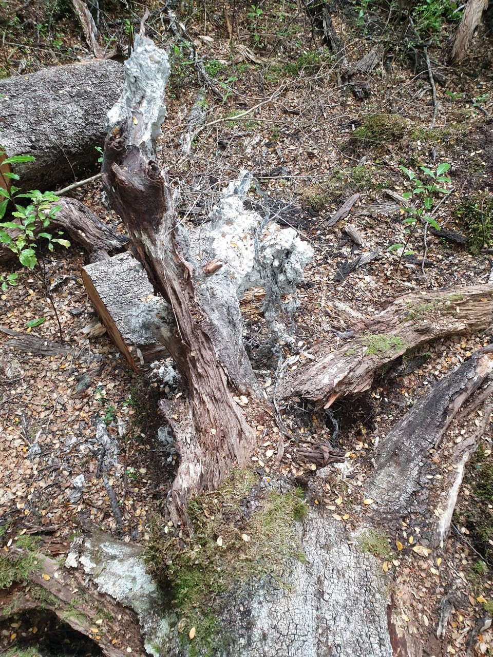 Neuseeland - Te Anau - 