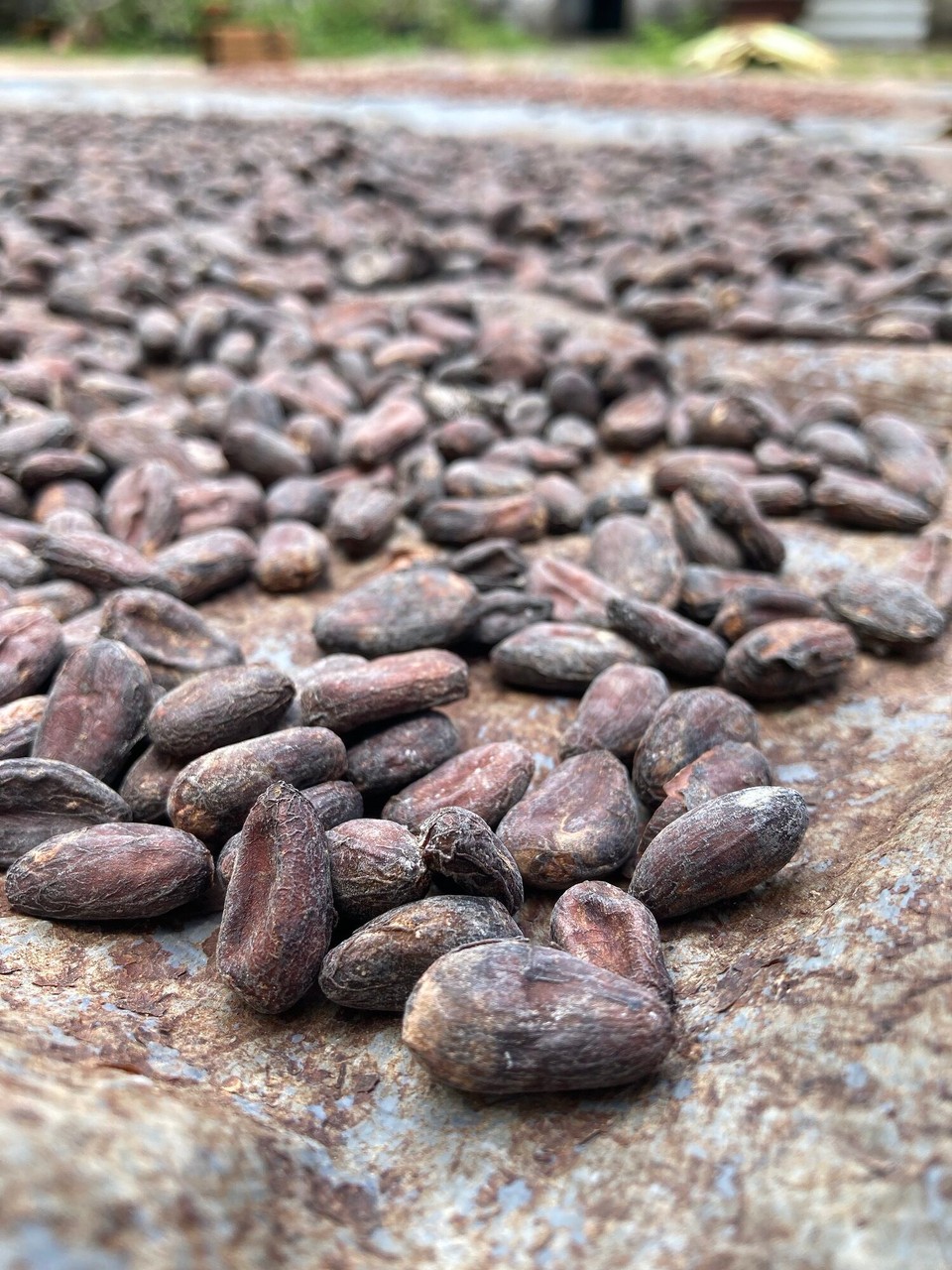 Vietnam - Can Tho - Danach werden die Bohnen in der Sonne getrocknet
