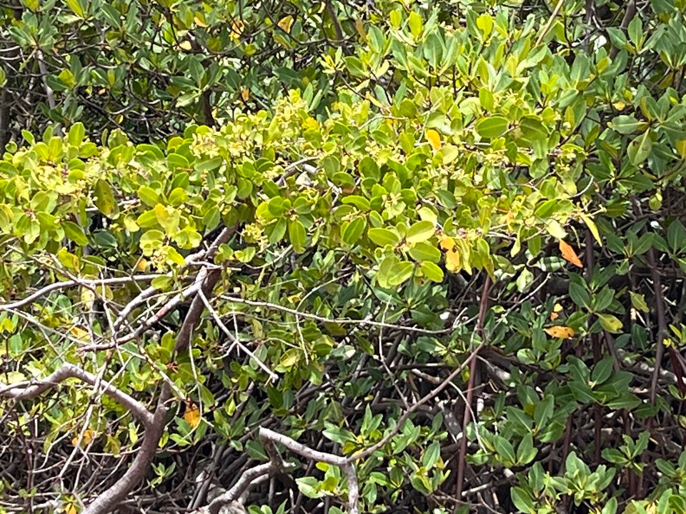 Brasilien - Jacuípe - 