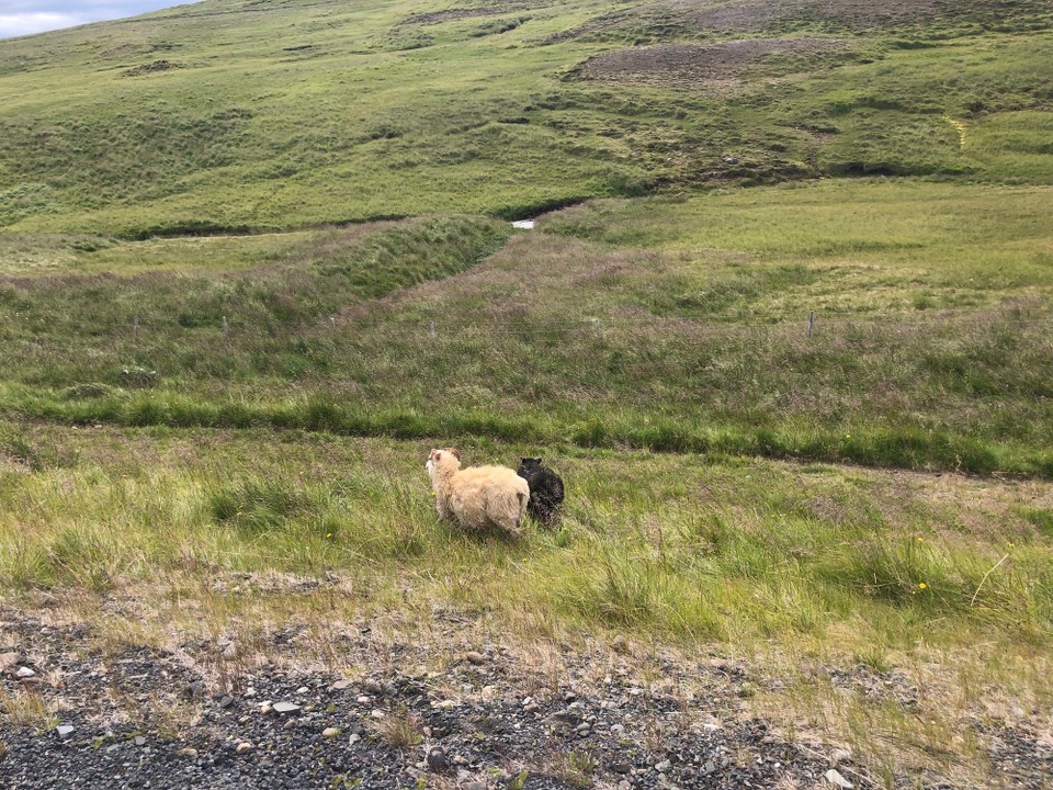 Island - Sveitarfélagið Skagafjörður - Kurz vor Sauðárkrókur laufen uns aber vor allem erst einmal Schafe vor die Linse...🤪