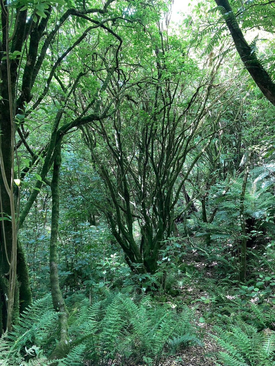 Neuseeland - Upper Hutt - 