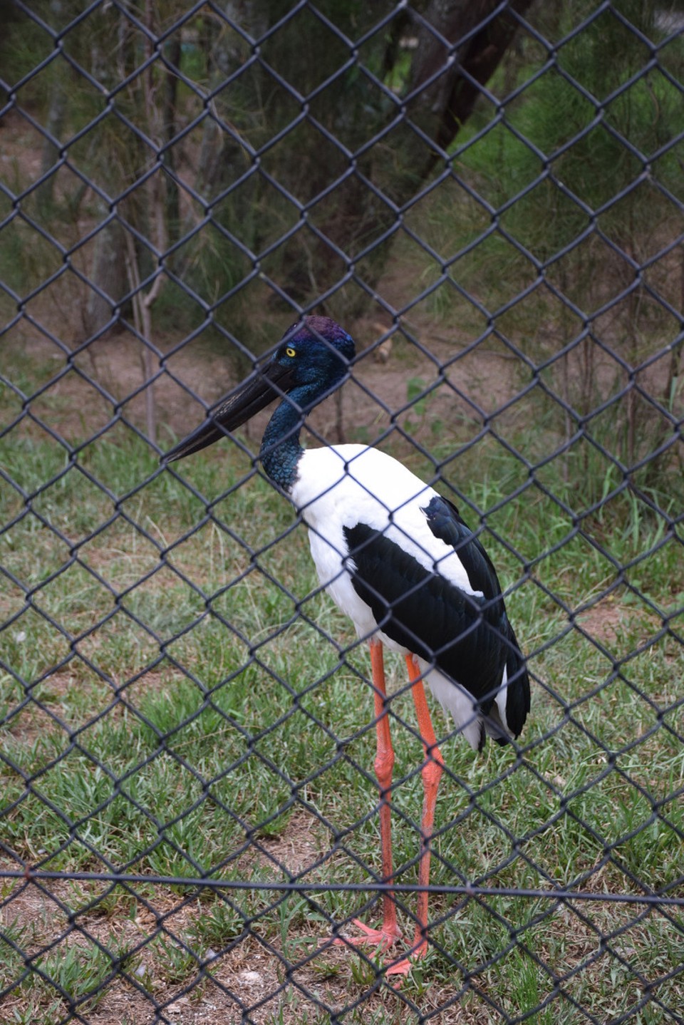 Australien - Currumbin - Ein Riesenstorch