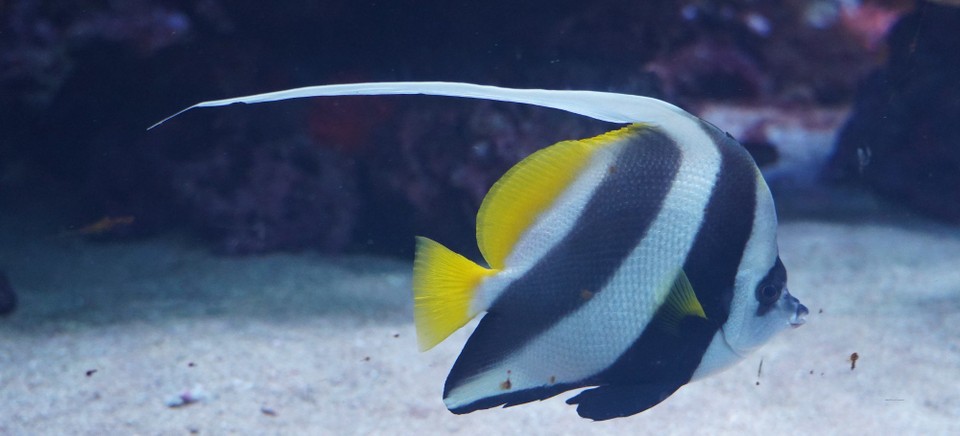 Schweiz - Zürich - Gemeiner Wimpelfisch, wobei das Wort gemein wohl eher mit allgemein, gewöhnlich zu tun hat und nicht das "Schimpfwort" gemeint ist