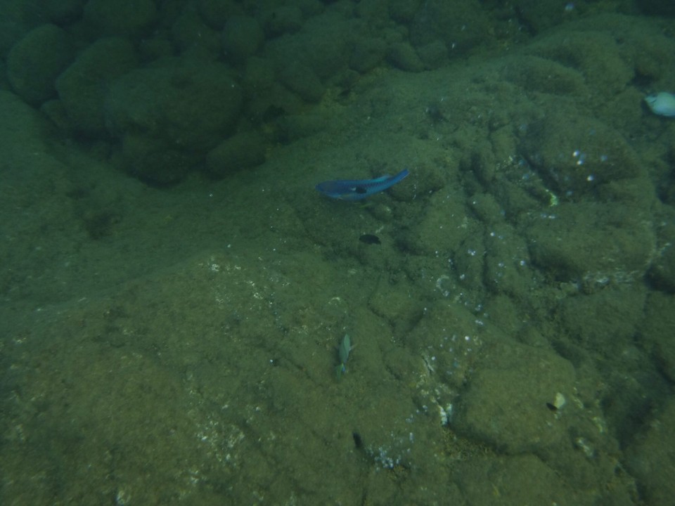 Dominica -  - 