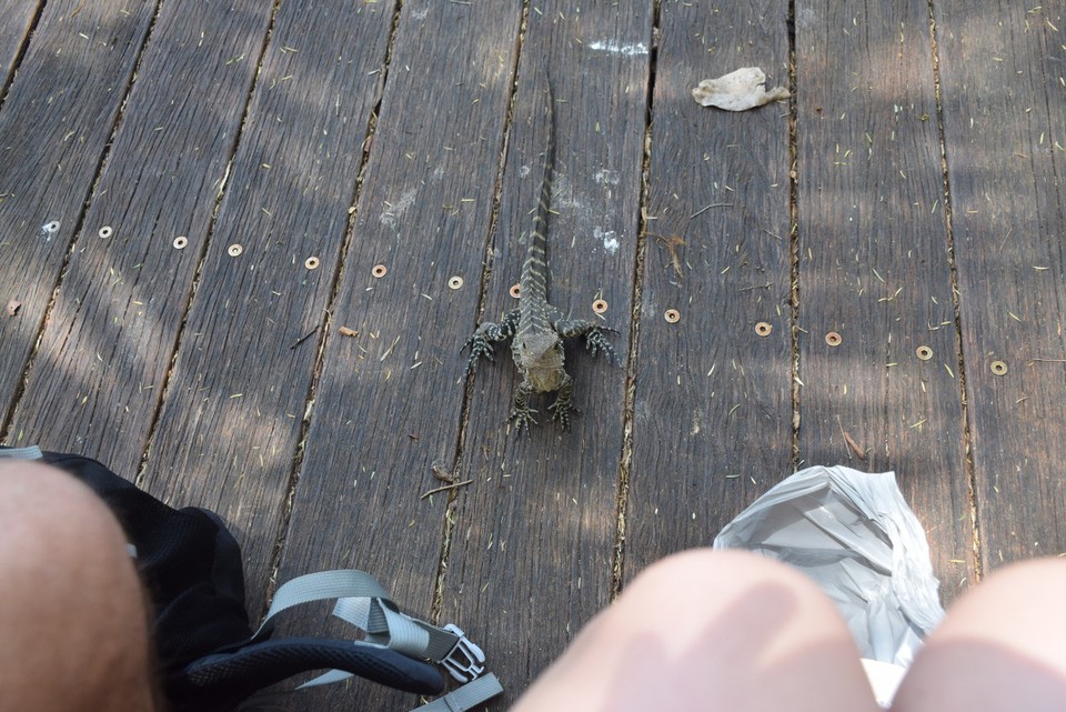 Australien - Currumbin - Water-Dragons haben wir während unserer Reise mittlerweile schon echt viele gesehen - aber dieser hatte es auf unser Essen abgesehen!