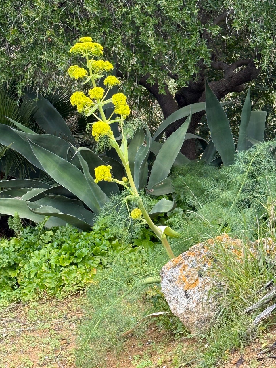 Italien - Marsala - Wilder Fenchel