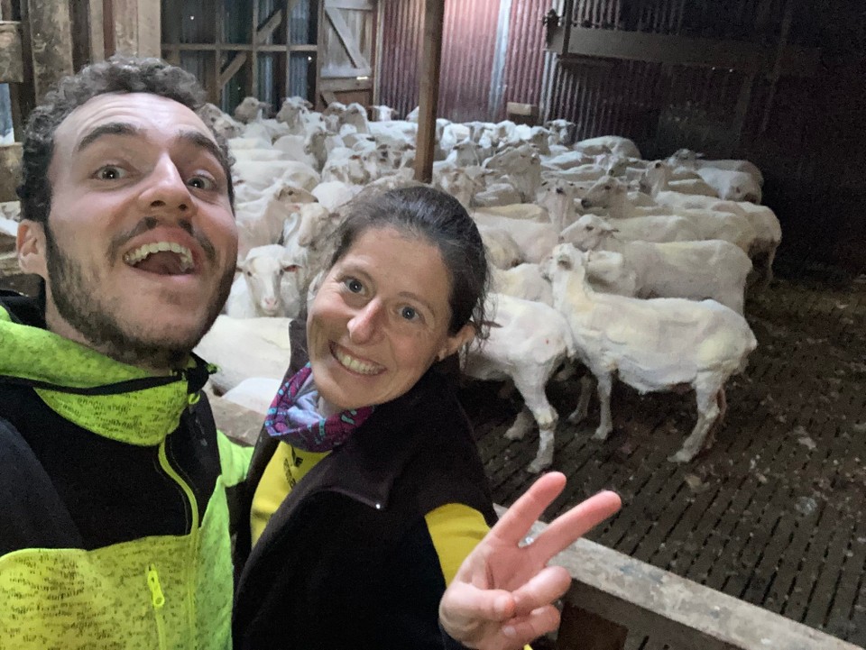 Neuseeland - Ward - So viele „fast nackige“ Schafe und wir mittendrin 🤭