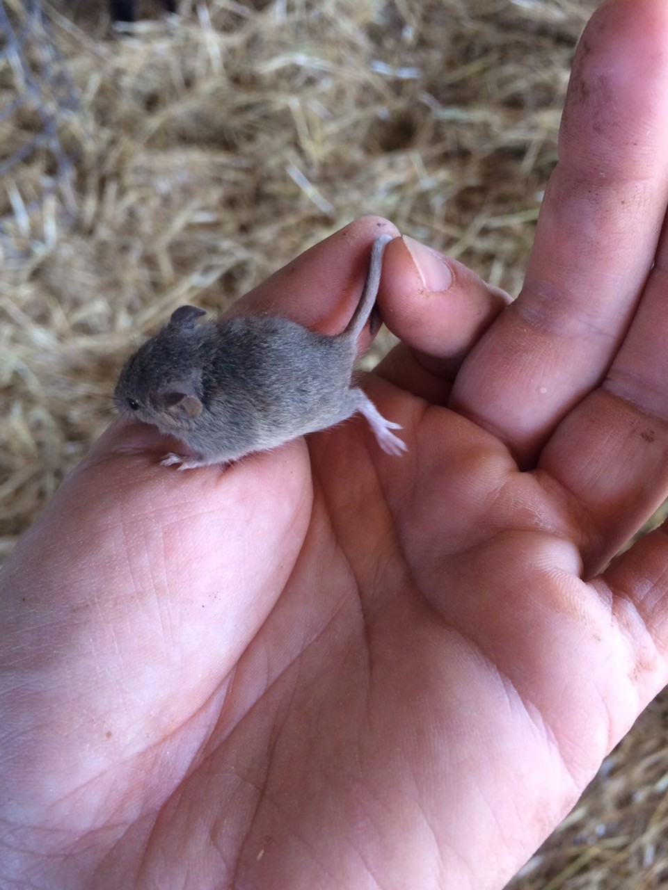  - Australia, Finley 2713 - We have a lot of mice here! And they’re so adorably tiny. 