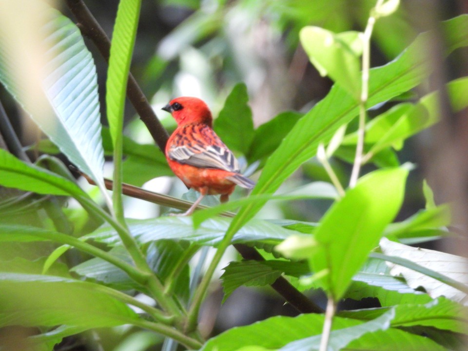 Schweiz - Zürich - Der Madagaskarweber