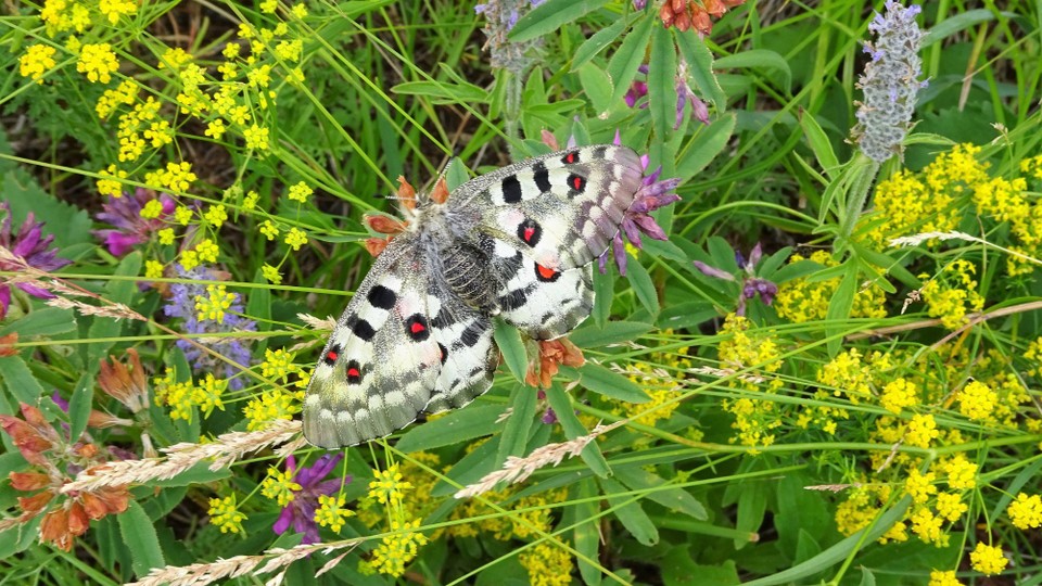 Mongolia - Murun - An example of the wildlife and wildflowers