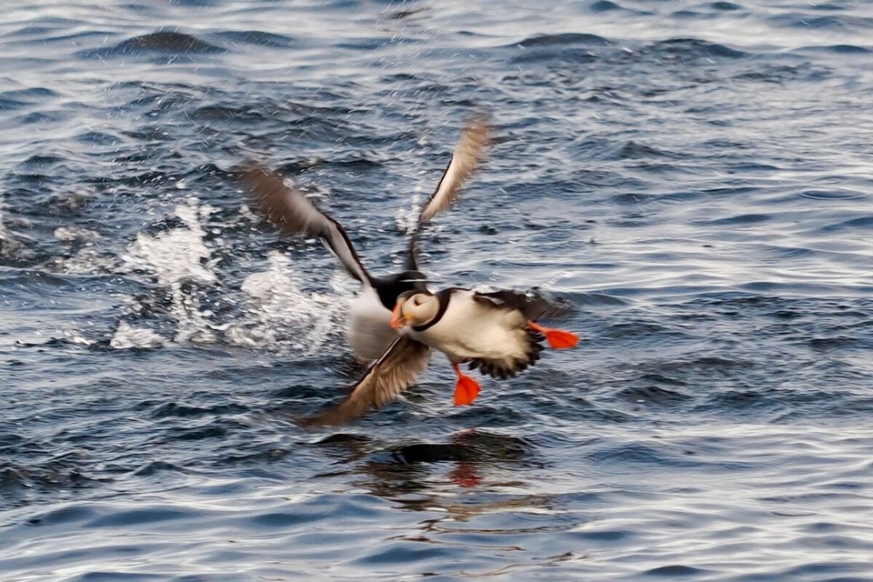 Norwegen - Honningsvåg - 