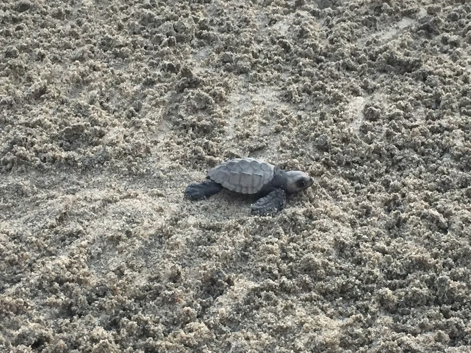 Mexiko - Sayulita - Ein Schildkrötenprojekt am Strand entlässt jeden Abend zum Sonnenuntergang Baby-Schildkröten ins Meer 💙💙💙