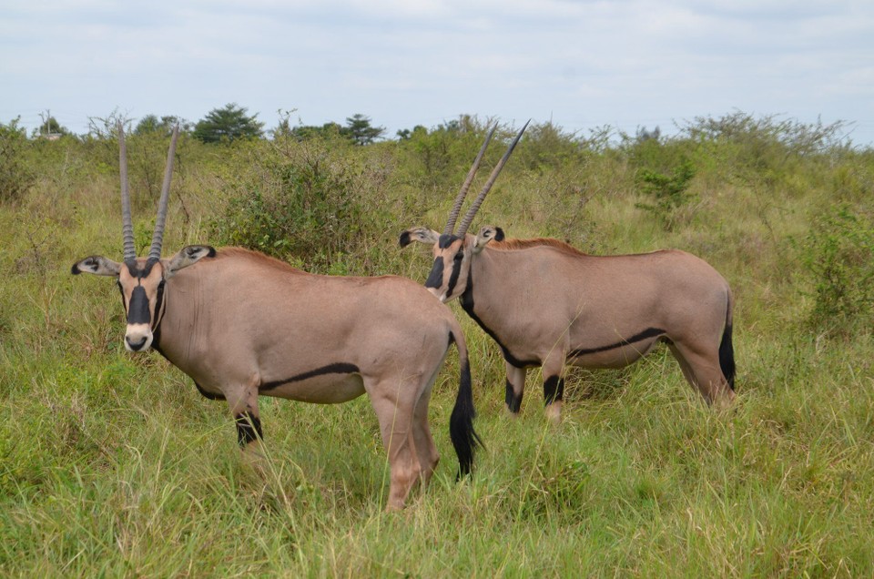 Kenia - Mombasa - Oryxen