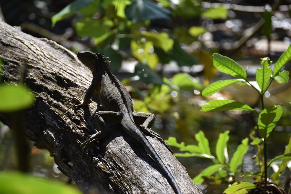 Costa Rica - Talamanca - 