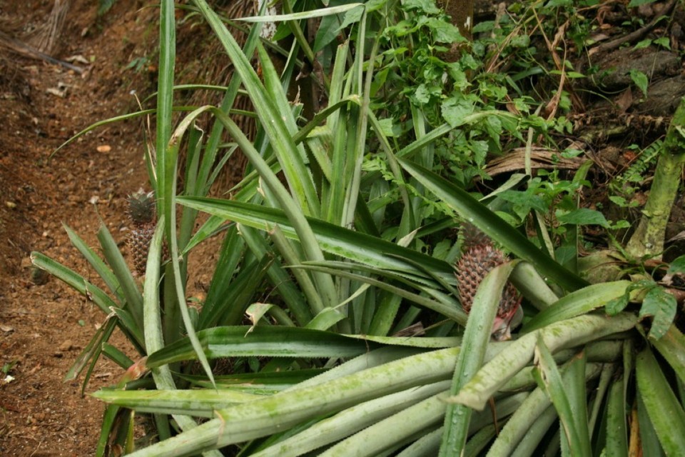 Sri Lanka - Yattapatha - Pelawatta - 