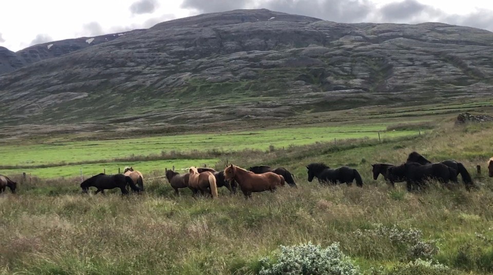 Island - Sveitarfélagið Skagafjörður - Ab und zu wird gefressen, dann wieder getrabt und galoppiert... und das vor schönste Kulisse.