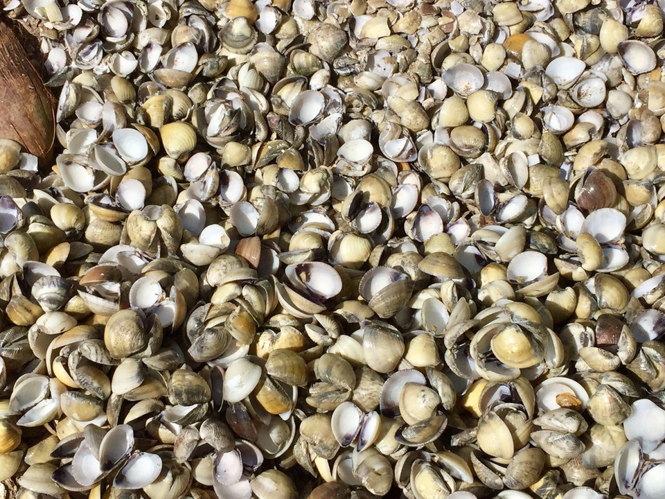 Brasilien - Ilha de Itamaracá - Muscheln ohne Ende