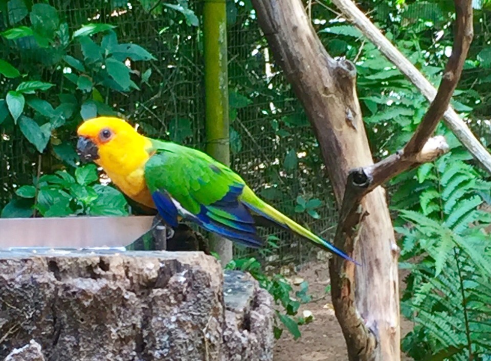 Brasilien - Foz do Iguaçu - Tropen Vögel in voller Pracht