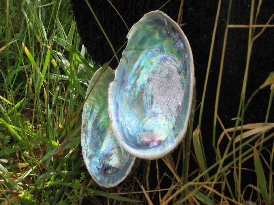 Neuseeland - Catlins - 