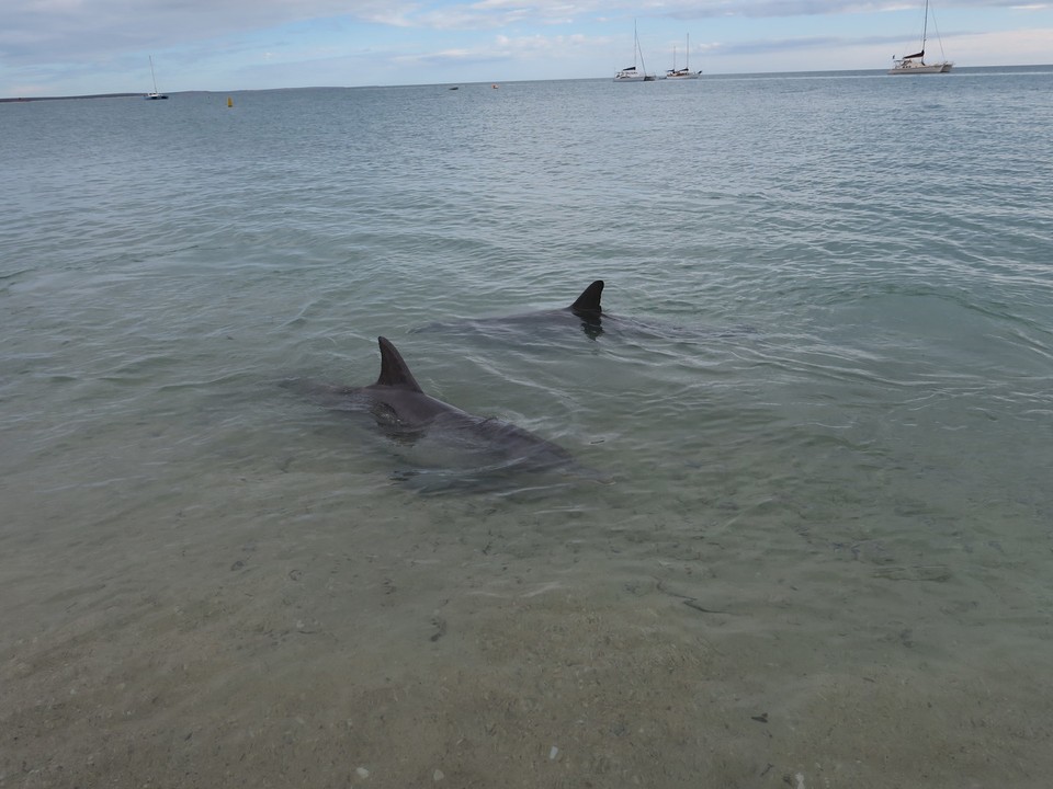 Australia - Shark Bay - 