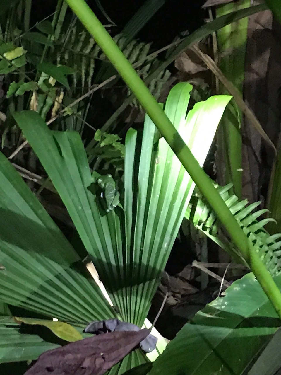 Costa Rica - San Carlos - 