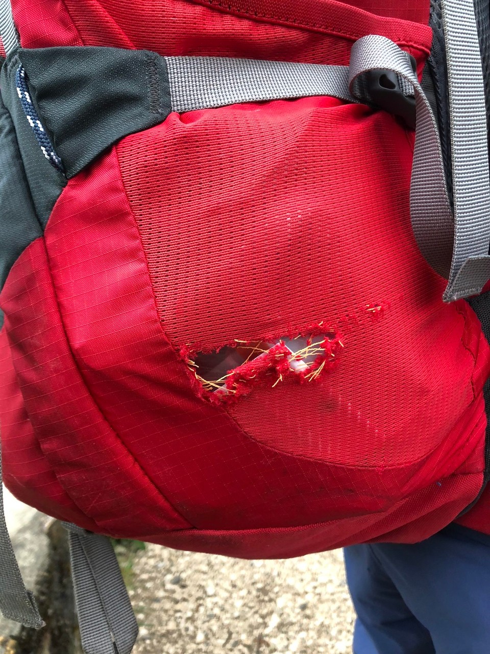 Schweiz - Le Chenit - Heute Nacht hat ein weiterer Hüttenbewohner zugeschlagen - wahrscheinlich ein Siebenschläfer