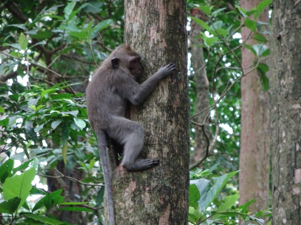 Indonesia - Monkey Forest - 