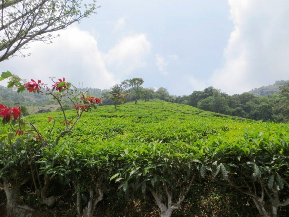 Indien - Coonoor - 