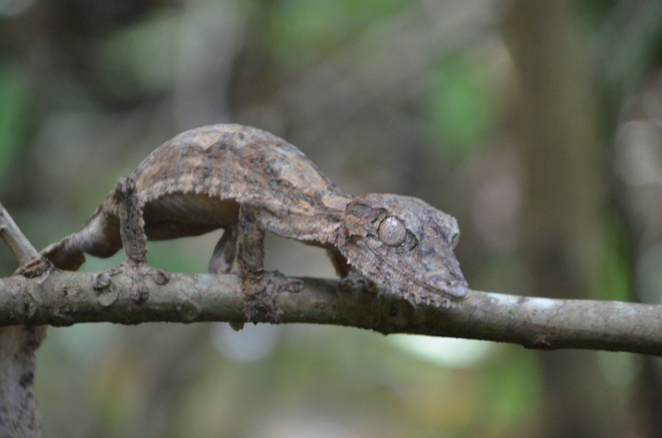 Madagaskar - Nosy Be - brunge Chameleon