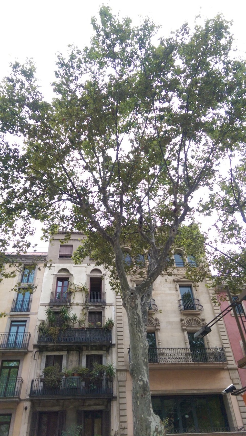 Spanien - Barcelona - 
