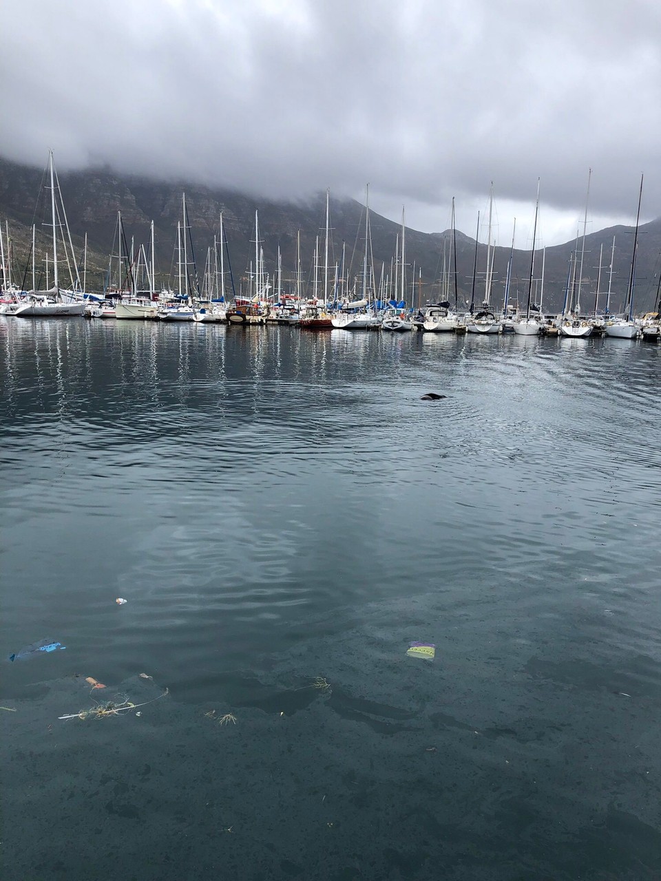 Südafrika - Hout Bay - Hout Bay -Hafen es war noch diesig