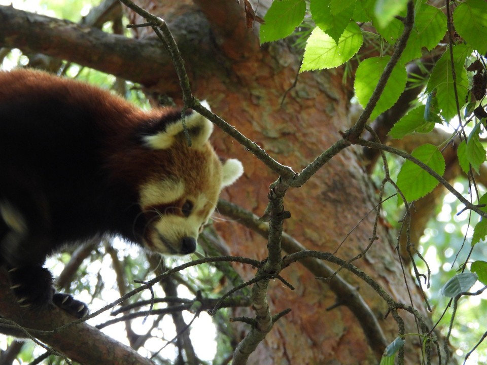 Schweiz - Zürich - da wohnt der kleine Panda zu finden bis hinauf auf 4000müM